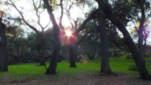 Descanso_Gardens (82)