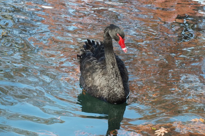 cave-hill-cemetery-32