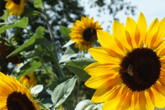 SAUGATUCK_DOUGLAS, MI (102)