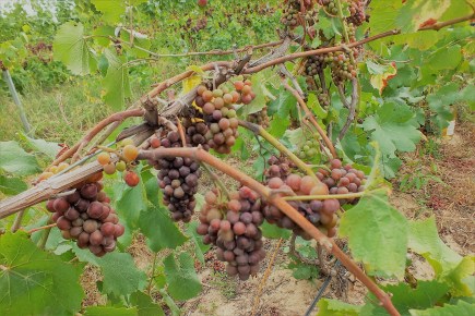 SAUGATUCK_DOUGLAS, MI (168)