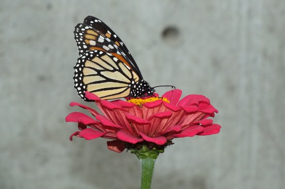 GARFIELD_PARK_CONSERV (2)