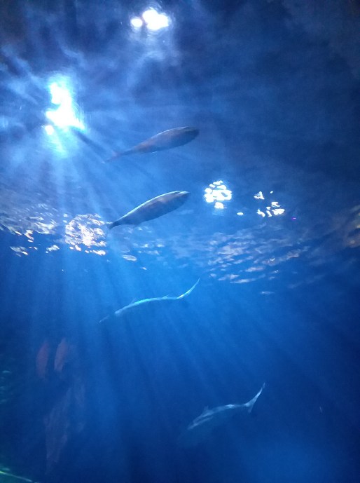 SHEDD_AQUARIUM (7)